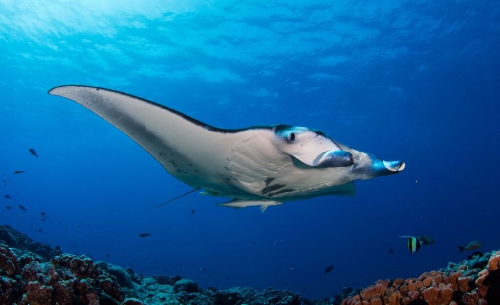 Lembongan Snorkeling Shared at Manta Point, Crystal Bay & Mangrove