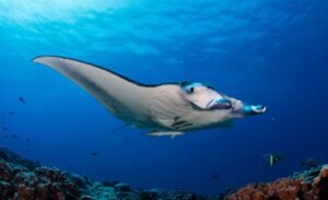Lembongan Snorkeling Shared at Manta Point, Crystal Bay & Mangrove