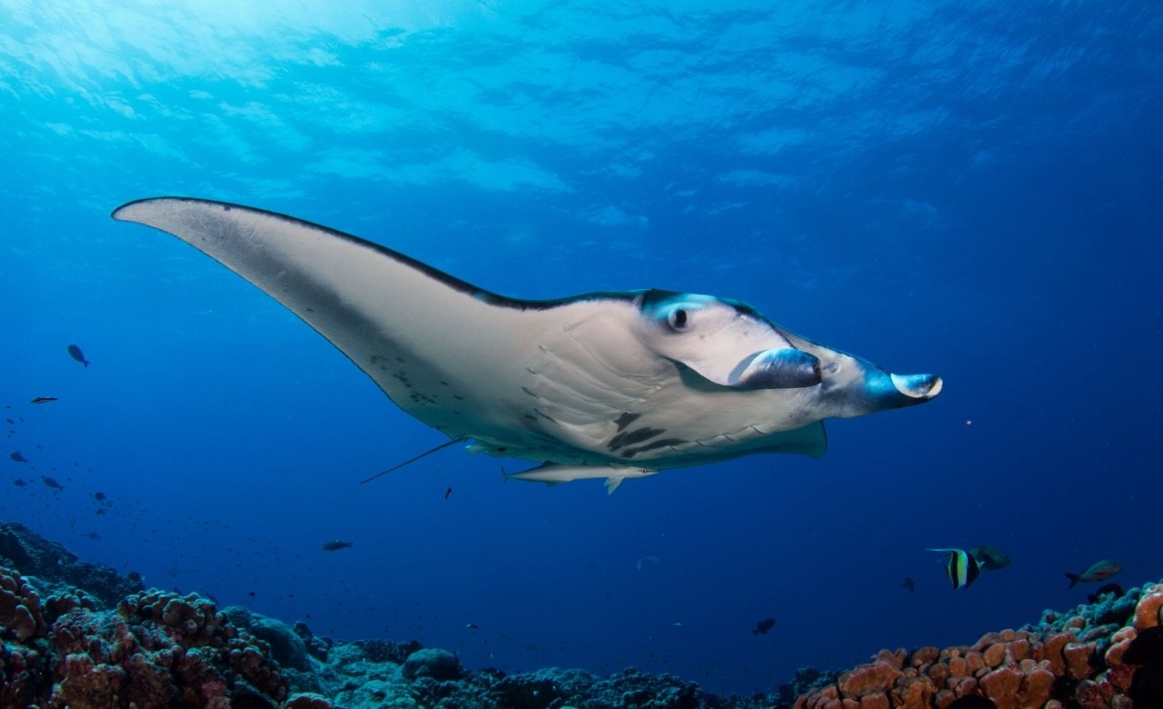 Lembongan Snorkeling Shared at Manta Point, Crystal Bay & Mangrove