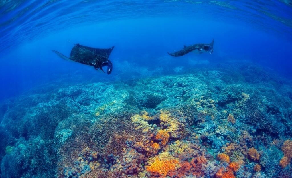 Lembongan Snorkeling Shared at Manta Point, Crystal Bay & Mangrove