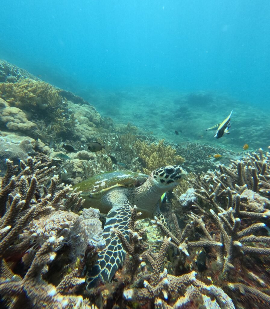 Lembongan Snorkeling Shared at Manta Point, Crystal Bay & Mangrove