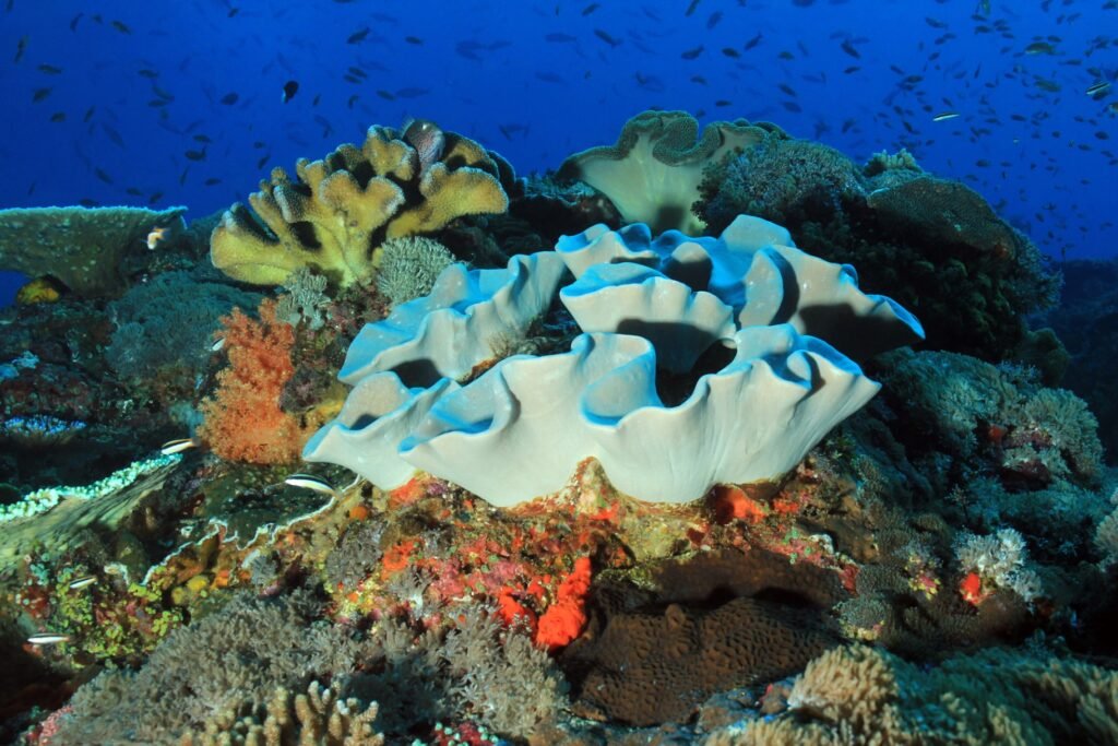 Nusa Penida Snorkeling Shared Trip at Manta Point, Gamat Bay, Wall Bay