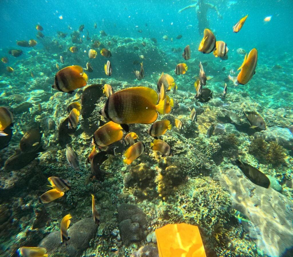 Nusa Penida Snorkeling Shared Trip at Manta Point, Gamat Bay, Wall Bay