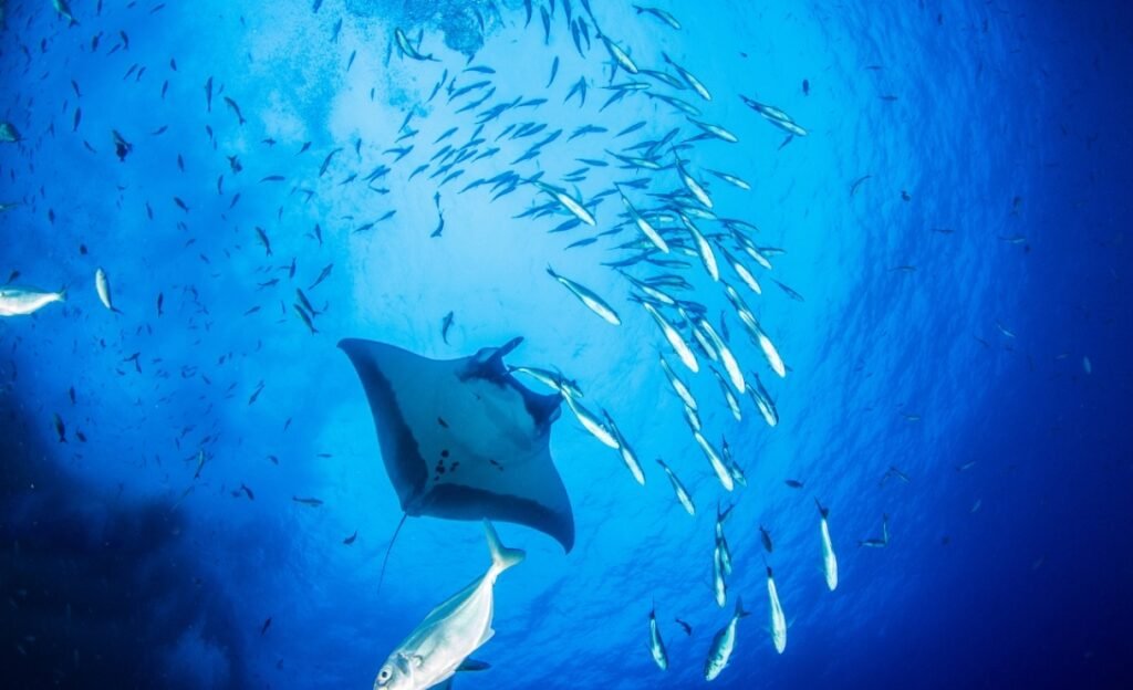 Nusa Penida Snorkeling Shared Trip at Manta Point, Gamat Bay, Wall Bay